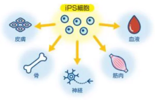 iPS細胞培養上清液（※2）とは